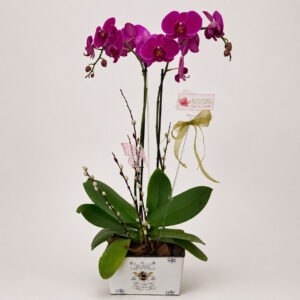 Orquídea Phanelopsis — 2 Varas
