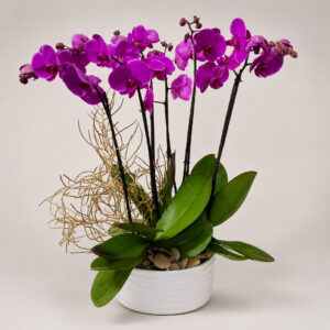 Orquídea Phanelopsis — 6 Varas Morada