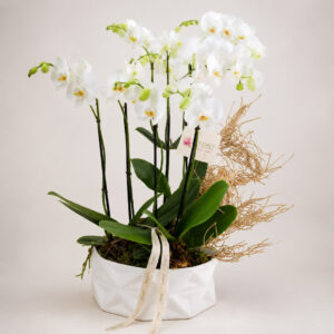 Orquídea Phanelopsis — 6 Varas Blanca