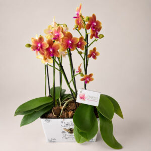 Orquídea Mini Phanelopsis — 6 Varas