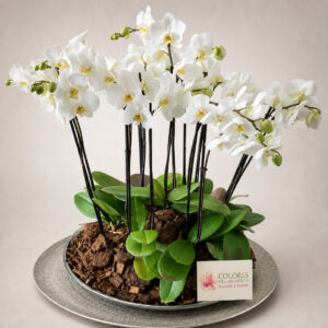 Orquídea Phanelopsis — 10 Varas