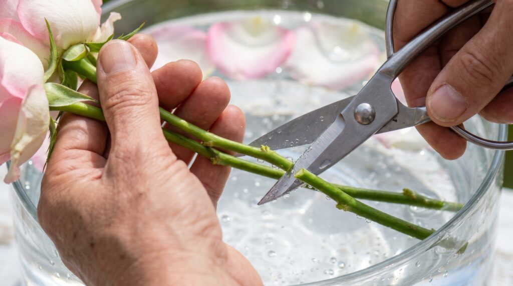 Manos cortando tallos de flores frescas en ángulo de 45 grados bajo el agua para mantener flores frescas más tiempo